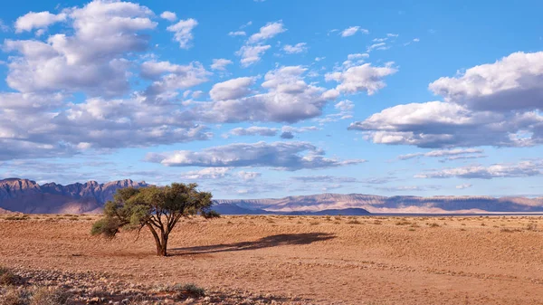 Paisagem Namibiana Com Árvore — Fotografia de Stock