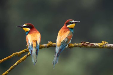 Küçük bir dal üzerinde tünemiş İki renkli Avrupa bee-eaters (arı kuşu apiaster).