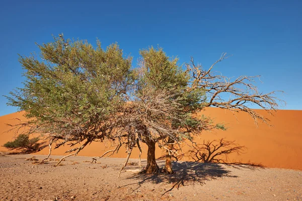 Beau Paysage Dans Désert Namibien Avec Arbre — Photo