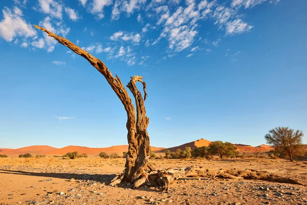 Een Oude Dode Boom Namib Woestijn Buurt Van Sossusvlei — Stockfoto