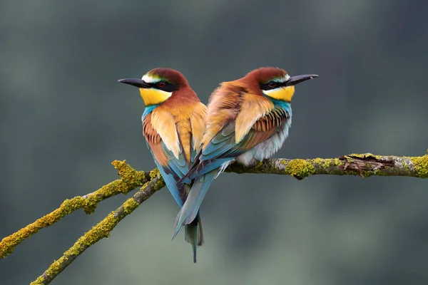 Two Colorful European Bee Eaters Merops Apiaster Perched Small Branch — Stock Photo, Image
