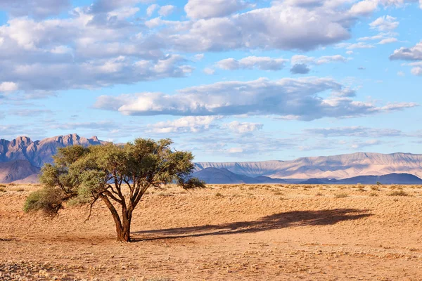 Namibiska Landskap Med Träd — Stockfoto