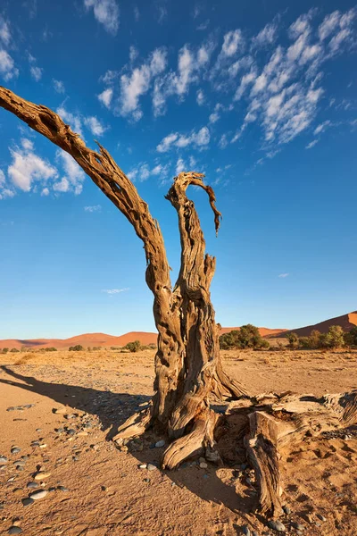 Uma Velha Árvore Morta Deserto Namíbia Perto Sossusvlei — Fotografia de Stock