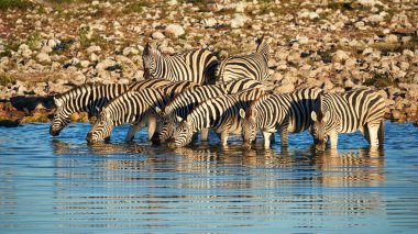 Bayağı Zebra (Equus quagga burchellii) içki, etkin ulusal Park'ta Namibya, onların yansıması ile fotoğraflandı bir ziyarette200 küçük bir grup.