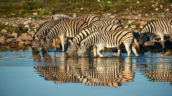Bayağı Zebra (Equus quagga burchellii) içki, etkin ulusal Park'ta Namibya, onların yansıması ile fotoğraflandı bir ziyarette200 küçük bir grup.