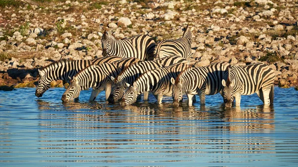 在纳米比亚的埃托国家公园 一小群马的斑马 Burchellii 在水坑喝着饮料 用他们的倒影拍照 — 图库照片