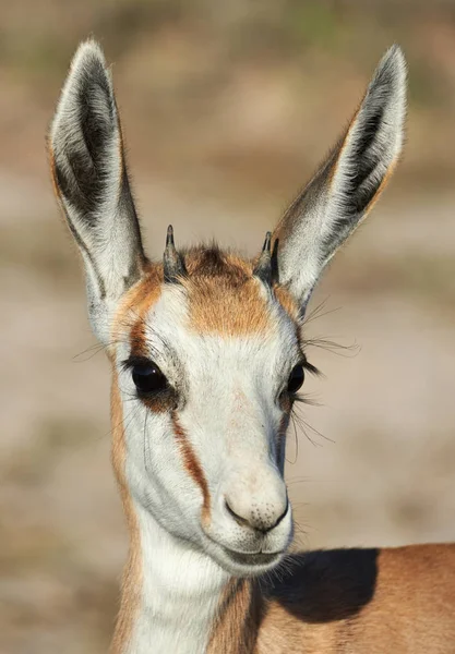 Portret Van Een Mooie Jonge Springbok Gefotografeerd Namibië — Stockfoto