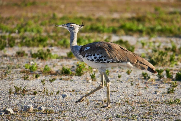 Kori bustard one of the largest flying bird, photographed in the namibian savannah — Stock Image Kori Bustard One Largest Flying Bird Photographed Namibian Savannah Royalty Free Stock Images