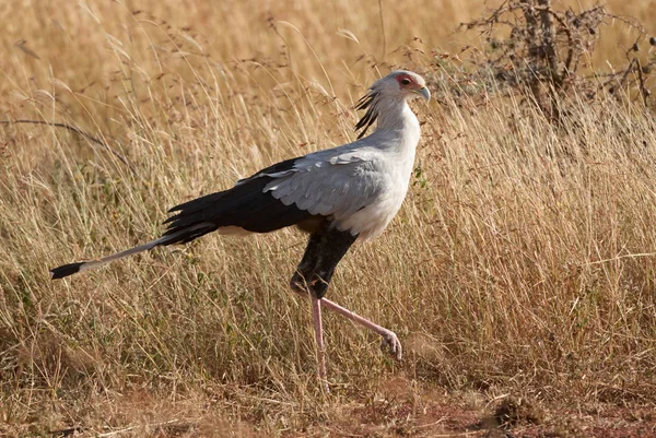 Belle Secrétaire Oiseau Marche Dans Les Prairies — Photo