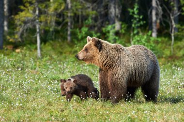 Anne ayı (Ursus arctos) ile onun küçük yavrularını Fin Tayga yürüyüş