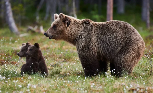 Brown Bear Cubs Standing Her Mom Close — Stock Photo, Image