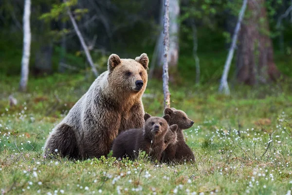 Madre Oso Protege Sus Tres Cachorritos Taiga Finlandesa — Foto de Stock