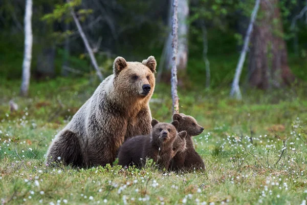 Anne ayı, finnish taiga 'daki üç yavrusunu korur.