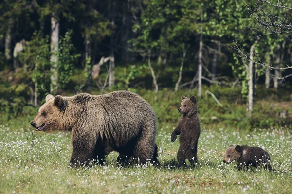 Mãe Urso Protege Seus Três Filhotes Finlandês Taiga Estilo Fosco — Fotografia de Stock