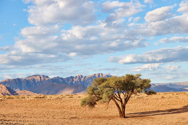 Namibiska Landskap Med Träd — Stockfoto