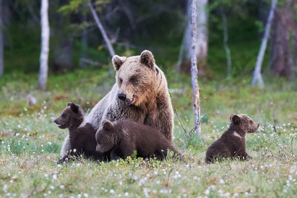 Madre Oso Marrón Protegiendo Sus Tres Pequeños Cachorros —  Fotos de Stock