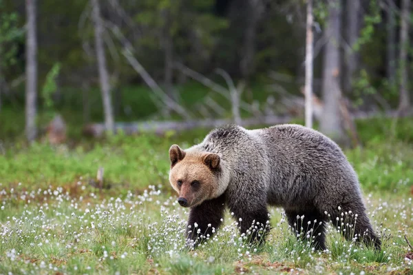 Oso Pardo Ursus Arctos Caminando Libre Taiga Finlandesa — Foto de Stock