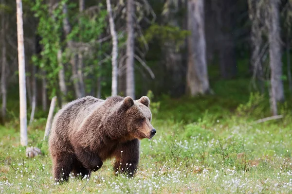 Urso Pardo Ursus Arctos Caminhando Uma Floresta Boreal Finlândia — Fotografia de Stock