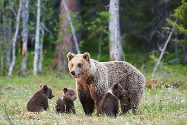 Mãe Urso Marrom Protegendo Seus Três Filhotes — Fotografia de Stock