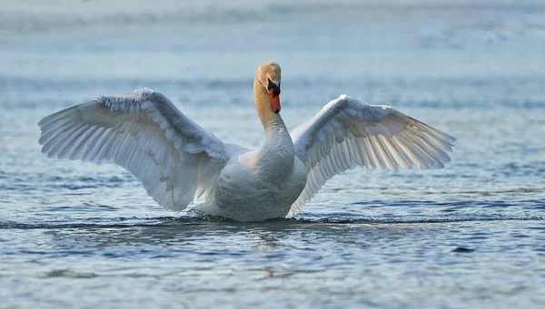 Cisne Con Alas Abiertas Agua Azul Del Lago —  Fotos de Stock