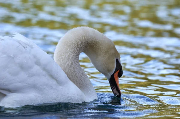 Белый Лебедь Плавает Пресной Воде Прохладной Реки — стоковое фото
