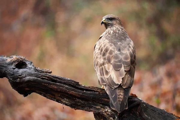 Buizerd Buteo Buteo Een Roofvogel Met Een Grote Verscheidenheid Aan — Stockfoto