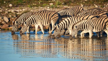 Bayağı zebra (Equus quagga burchellii), etkin Ulusal Park'ta Namibya, onların yansıması ile fotoğraflandı bir ziyarette200 içme küçük bir grup.