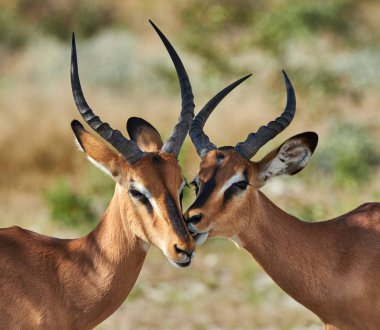 İki erkek siyah yüzlü Impala Namibya'da çekildi