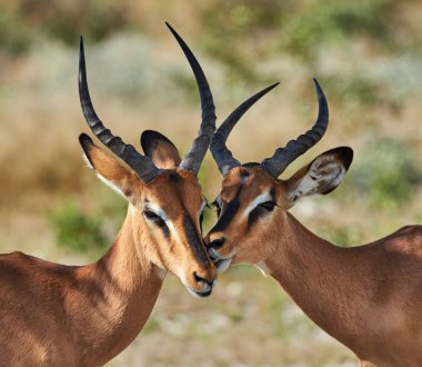 Two male black faced impala photographed in Namibia clipart