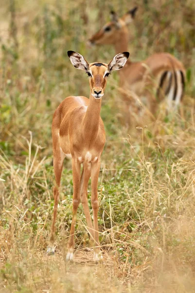 Joven Impala Aepyceros Melampus Fotografiado Verticalmente Mientras Hierba Alta Fondo —  Fotos de Stock