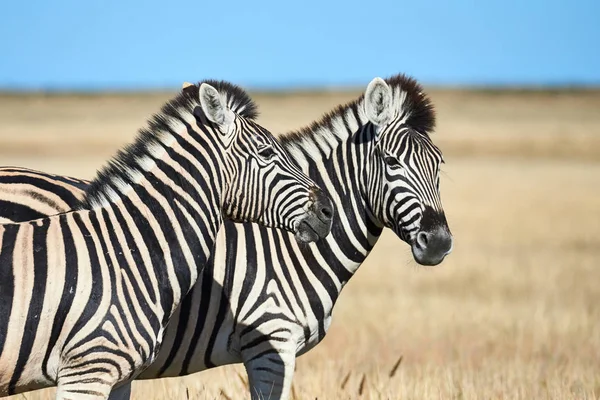 Retrato Duas Zebras Selvagens Savana Namíbia Selvagem Lado Outro Sob — Fotografia de Stock