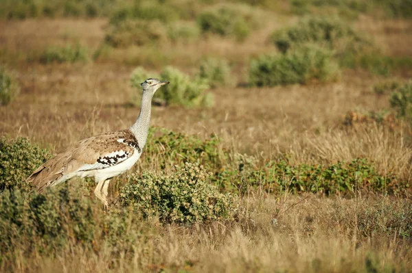 Kori bustard one of the largest flying bird, photographed in the namibian savannah — Stock Image Kori Bustard One Largest Flying Bird Photographed Namibian Savannah Stock Picture