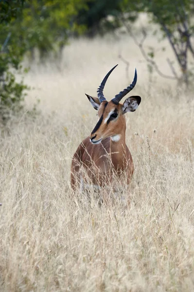 Maschio Impala Nerastra Aepyceros Melampus Petersi Antilope Endemica Della Namibia — Foto Stock