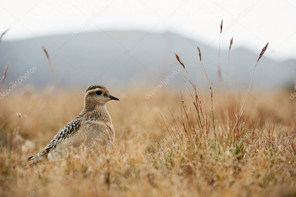 Eurasian dotterel (Charadrius morinellus) photographed in the Italian Alps, in low grass.