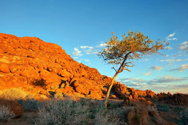 Намібійським Краєвид Дерева Помаранчеві Скелі Заході Сонця — стокове фото
