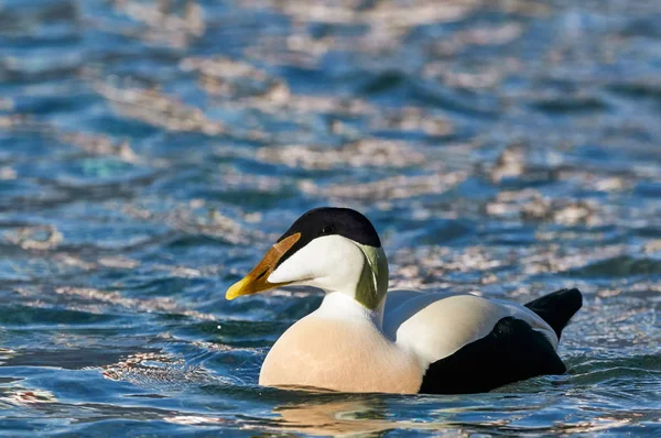 Male Common Eider Swimming Blue Water — Stock Photo, Image