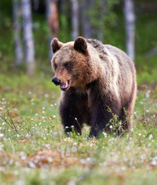 Güzel kahverengi ayı finnidh Tayga geç ilkbaharda fotoğrafı