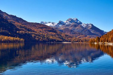 Engadine, İsviçre ' nin güzel bir alana sonbahar manzara arka plan, sarı larch ağaçlar ve muhteşem bir göl ön planda karlı bir dağ ile.