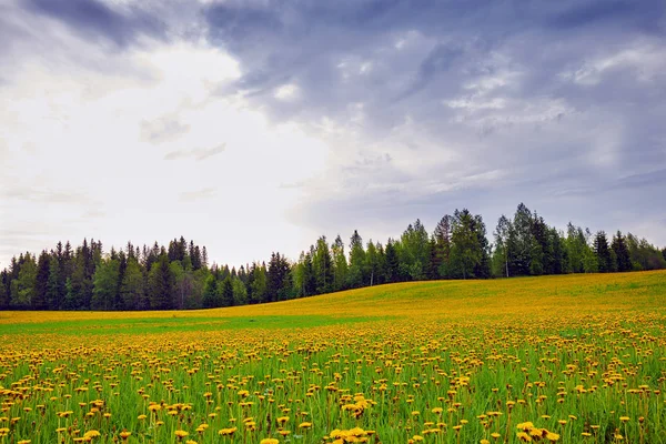Beautiful Field Dandelions Bloom Finland — Stock Photo, Image