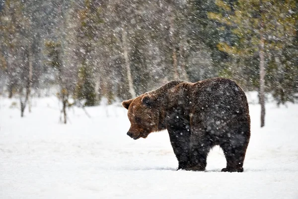 Nagy Barna Medve Fényképezett Járás Alatt Nagy Havazás Finn Tajga — Stock Fotó