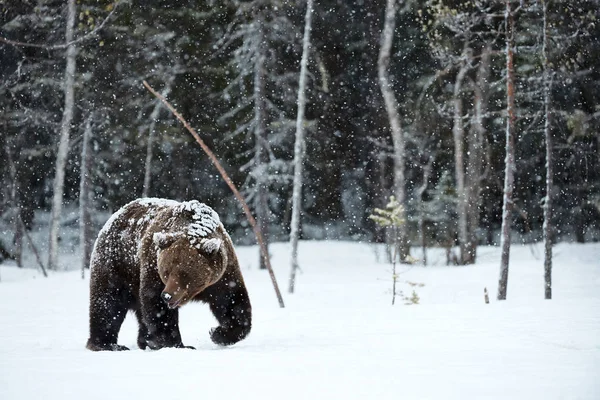 Belo Urso Marrom Andando Neve Finlândia Enquanto Desce Uma Forte — Fotografia de Stock