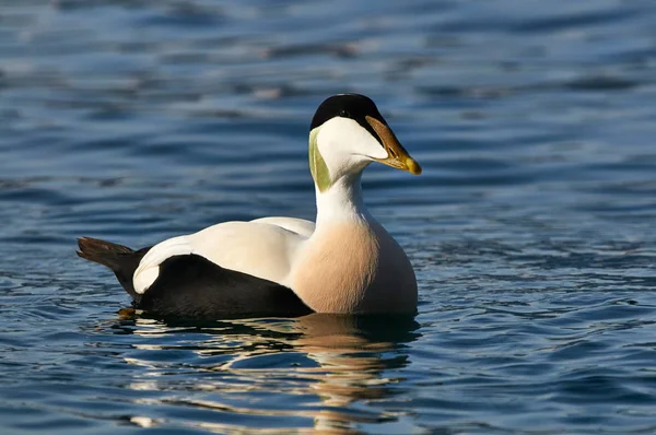 Male Common Eider Swimming Blue Water — Stock Photo, Image