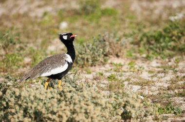 Beautiful male of Northern black korhaan, (Afrotis afraoides) photographed in Namibia. clipart