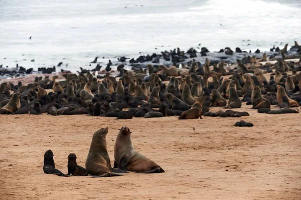 Великая Колония Тюленей Мысе Крест Намибии — стоковое фото