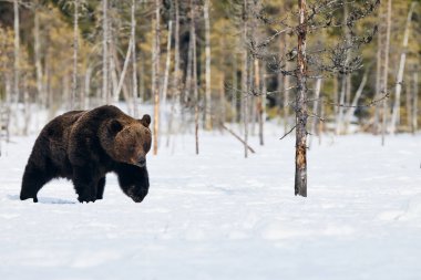 Büyük kahverengi ayı Fin Taiga 'sında karda yürürken fotoğrafını çekti.
