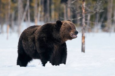 Büyük kahverengi ayı Fin Taiga 'sında karda yürürken fotoğrafını çekti.