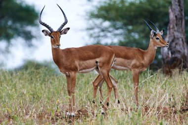 Güzel Impala (Aepyceros melampus) Tanzanya'nın savana vahşi fotoğrafı.