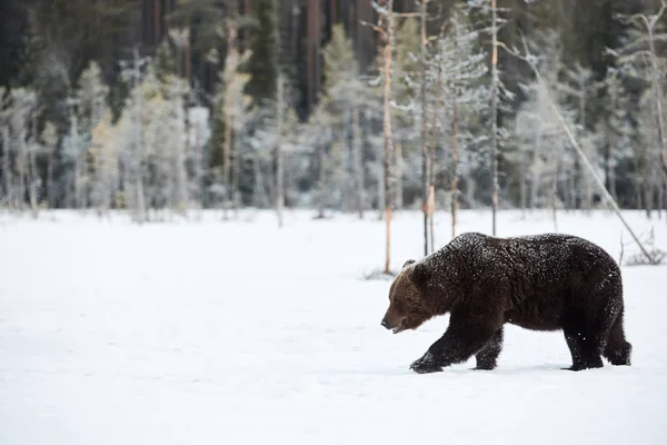 Big Brown Bear Photographed Late Winter While Walking Snow Finnish — Stock Photo, Image