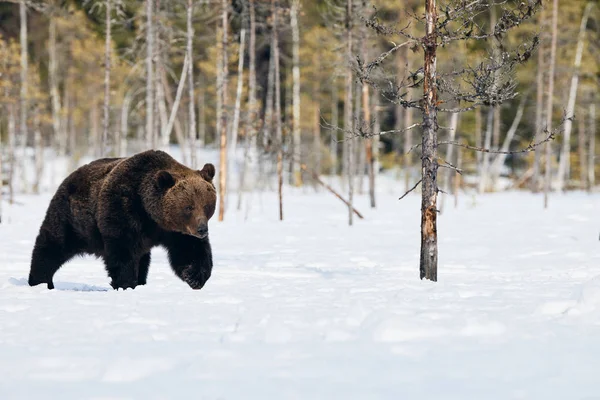 Stor Brunbjörn Fotograferad Slutet Vintern När Går Snö Finska Taiga — Stockfoto