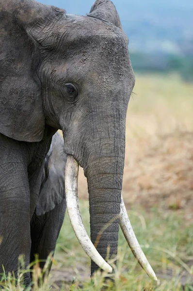 Retrato Elefante Africano Femenino Loxodonta Africana Con Colmillos Muy Largos —  Fotos de Stock